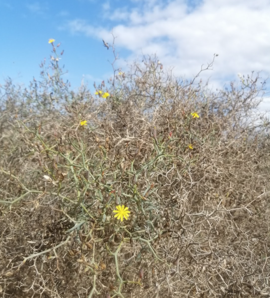 deserto e ossessioni